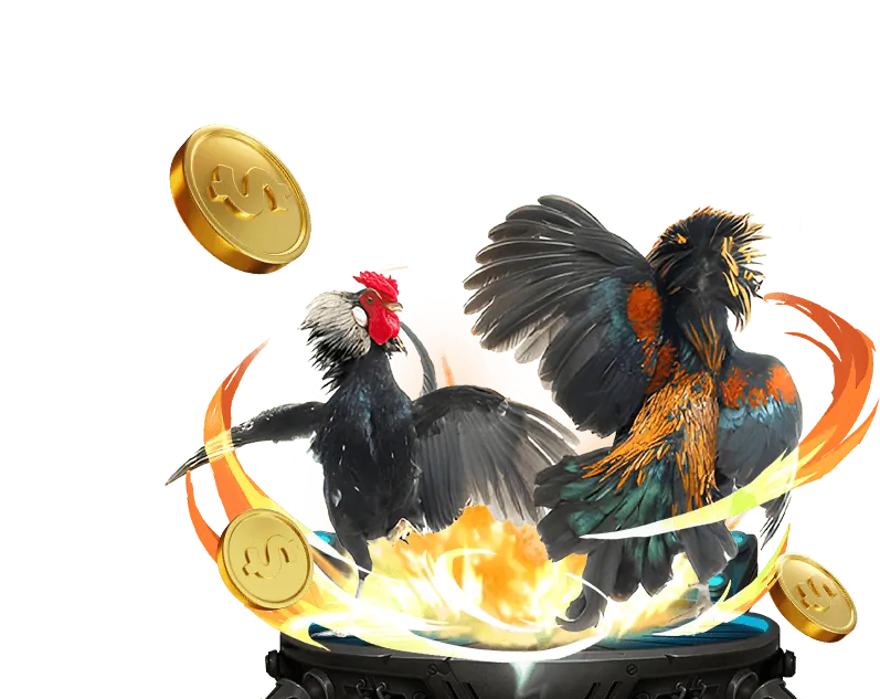 Hướng dẫn chơi đá gà bo88